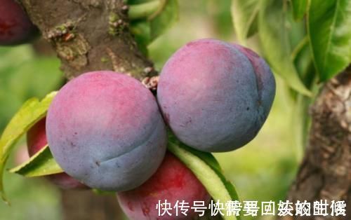 玫瑰花茶|甲状腺有结节?坚持“吃2果,喝3水”,甲状腺也许会“感谢”你