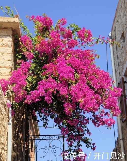家里种上4种花,皮实又好养,开花满枝头,不愁冬天没花赏