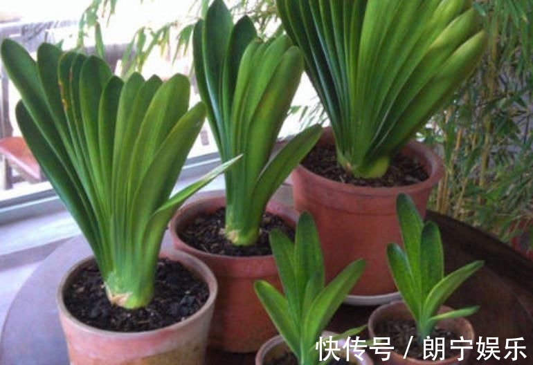 植物|君子兰迟迟不开花别着急,几招催花方法,让君子兰砰砰开花