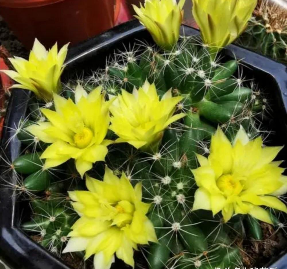 养不活花的人,建议养这“5种花”,好养好看又实用