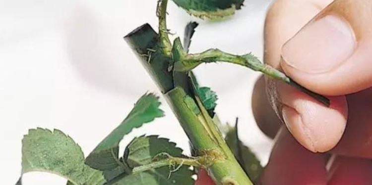 嫁接|3种花,1棵开出“五彩花”,只差这“1步”,懒人也能养得好,美