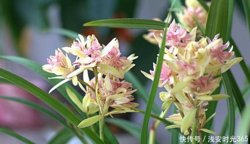 香水|最香的“3种花”，比法国香水还香，养在阳台，满屋子飘香！