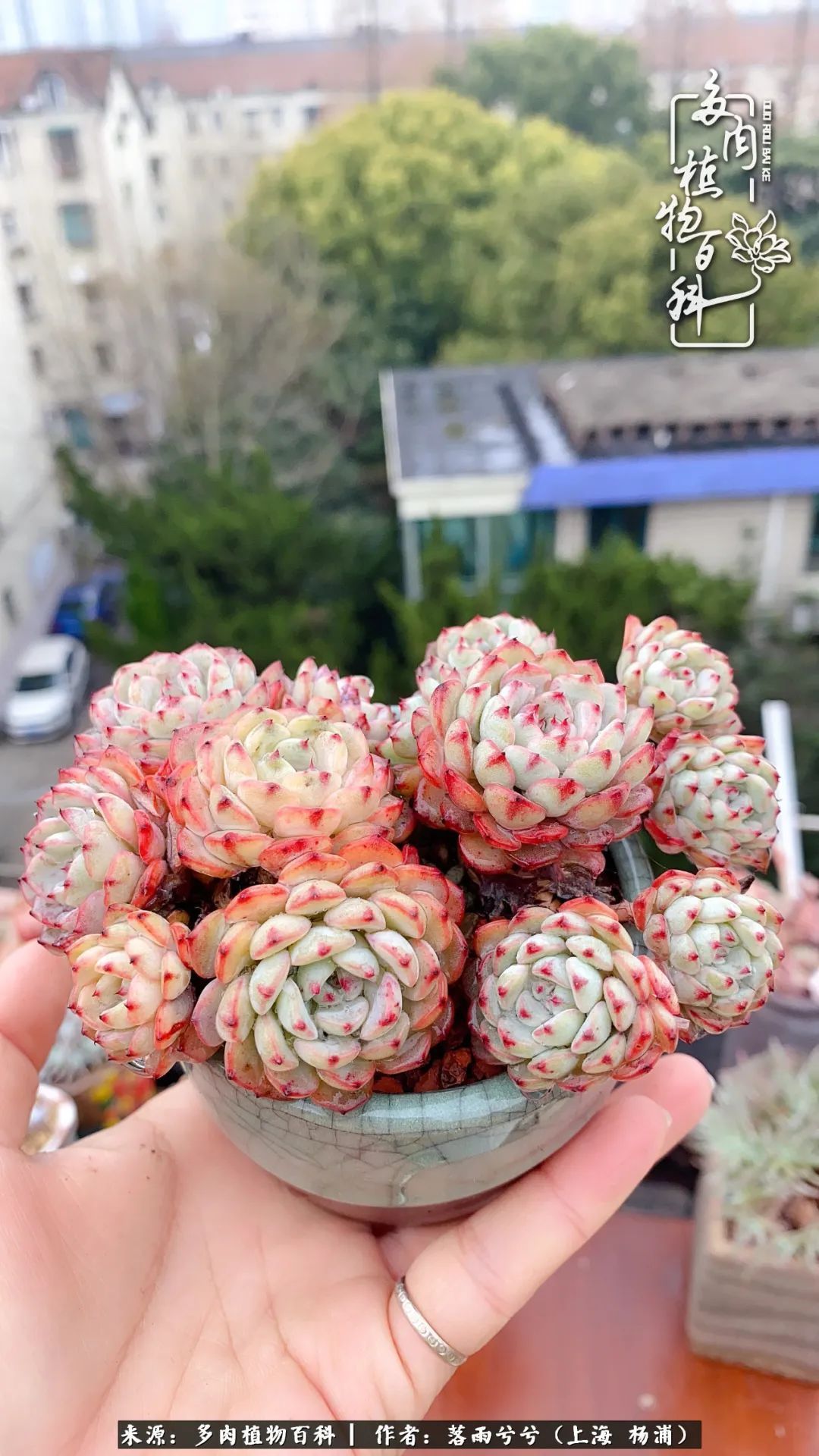 入坑7年多,从菜色到全状态,包邮区的多肉一样可以很美!