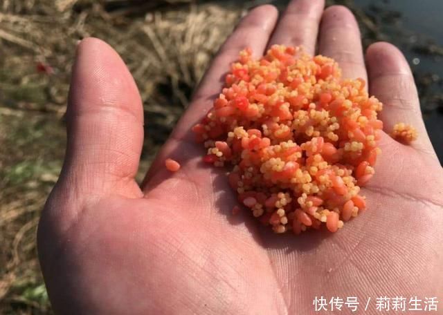 钓友|野钓补窝就停口,找到问题关键,还怕鱼逃离窝子吗