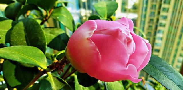 一个养好茶花的基本小常识:新买的茶花要做到“两不要”!