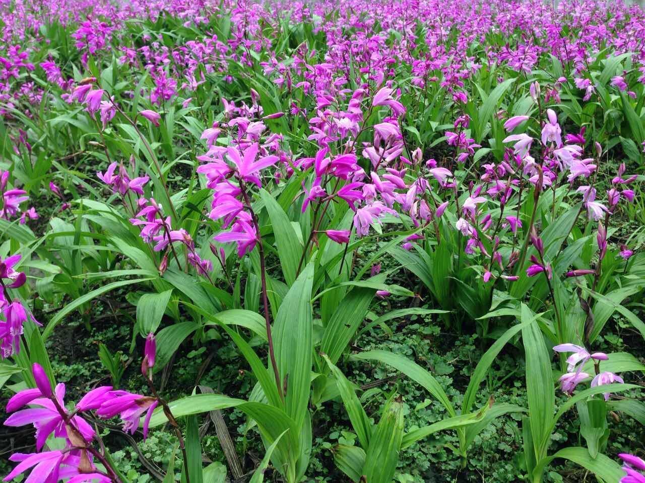 此花药用价值极高,可盆栽室内观赏,象征着医治创伤,早日康复