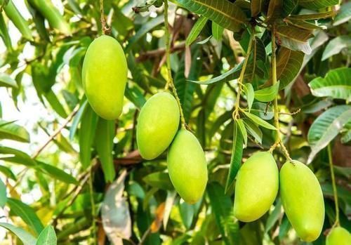 今天才知道，剥芒果皮这么简单，不脏手不流汁，这方法太棒了