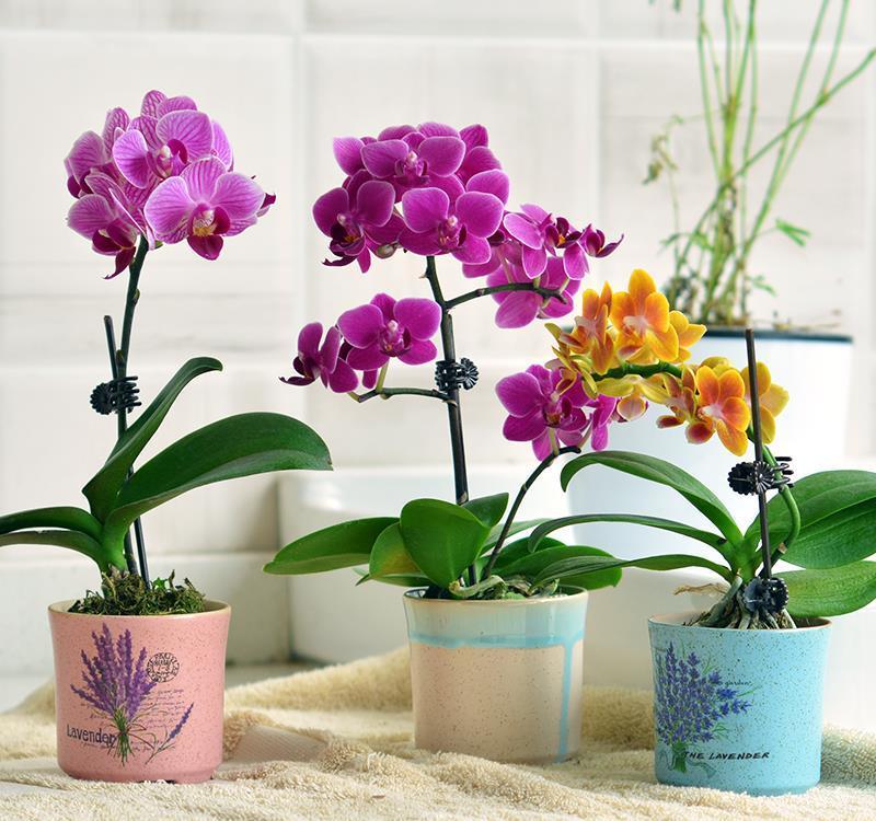 7种紧俏年宵花,个个都有“小脾气”,伺候好了,红红火火开一冬