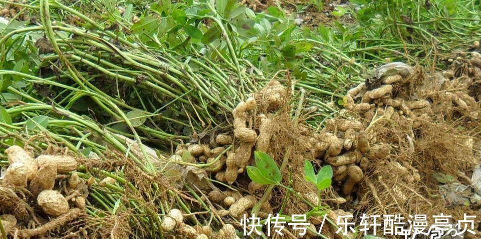 香味|香味浓郁的“花生酱”，自己在家就能做，不加添加剂，吃着更放心