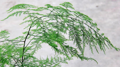 文竹春季养护有讲究，做好这4点，叶片翠绿不发黄，枝条旺盛