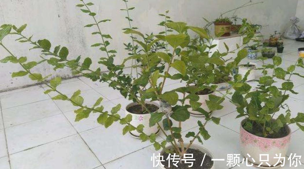 秋天养茉莉，3个“要点”要牢记，不然黄叶，落叶子，拖拉一米长