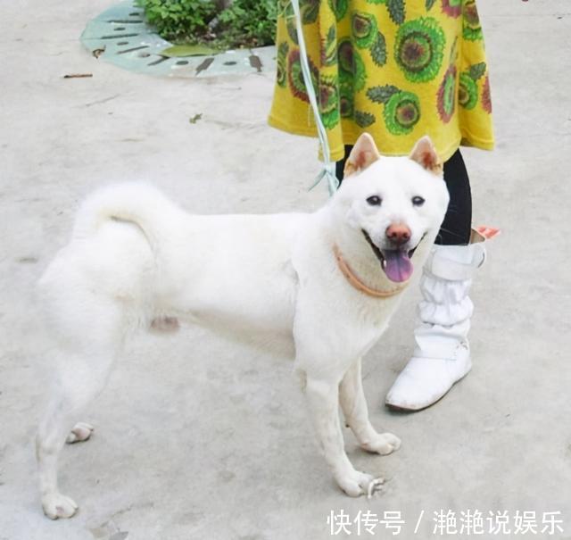 中型犬标准 中型犬标准