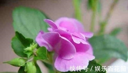 俗称“指甲花”，能染指甲能防蛇，却是“蛇蝎美人”，栽种要小心