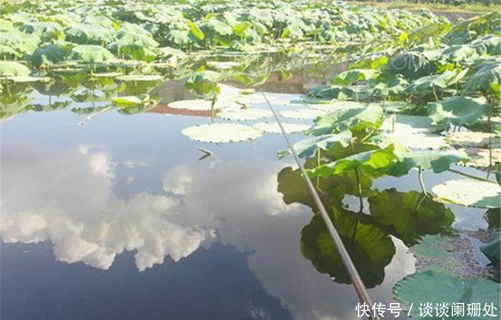 钓位|夏季野钓，钓位选择的“3字秘诀”，满足其中一点，就容易钓到鱼