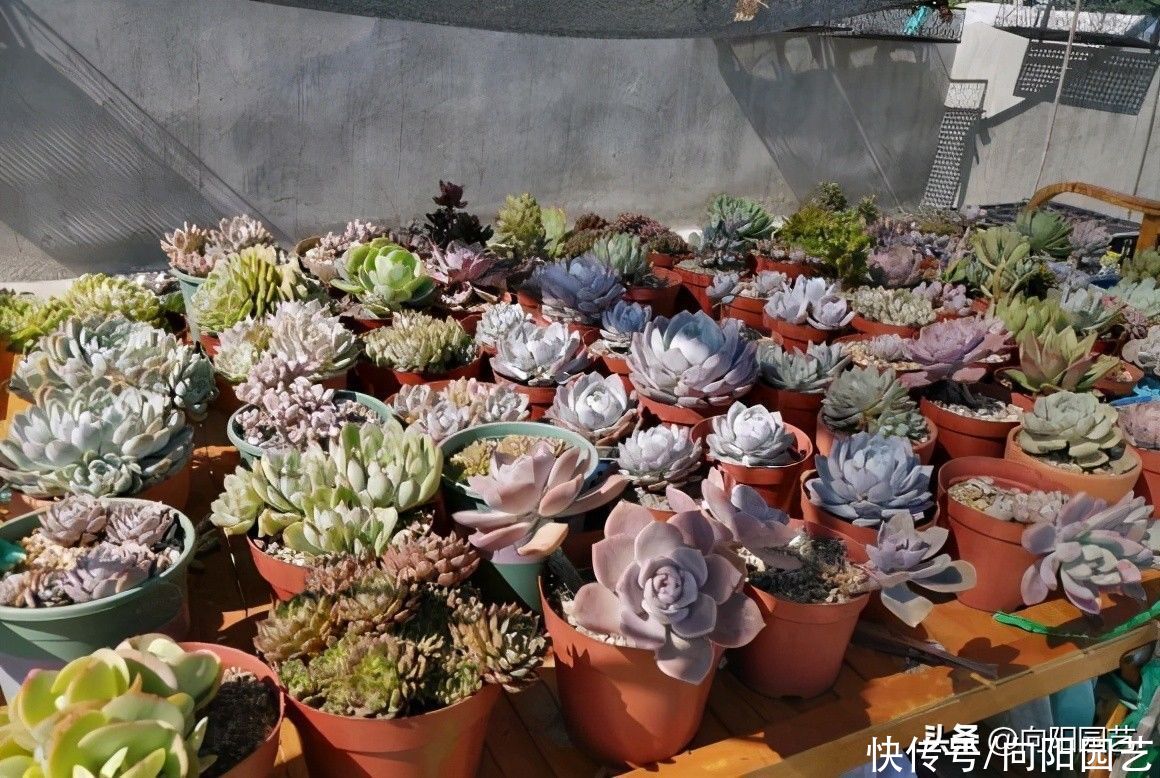 花盆|夏天种多肉,陶盆,紫砂盆最好,隔热效果好,更适合多肉生长