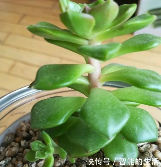 蒂亚徒了,都可以召唤“神龙”,手一痒,全都拔了!