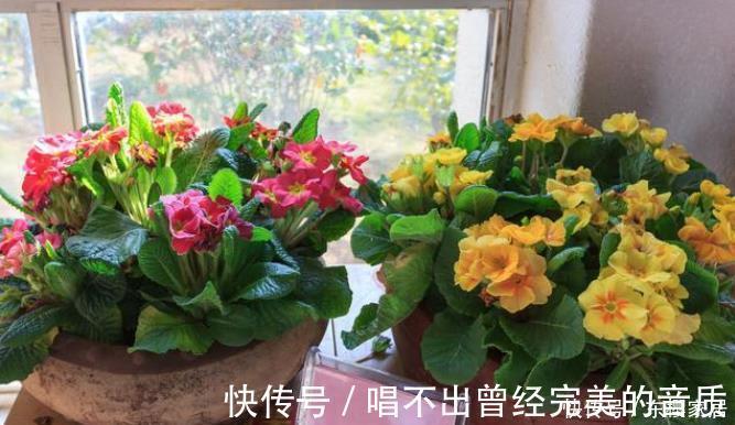 阳台|封闭阳台养5种花,不容易黄叶落叶,开花还很漂亮