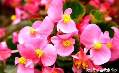 寓意|3种贵气花,好养又好看,寓意美好,值得拥有!