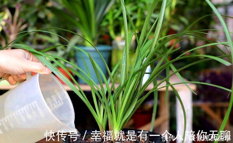 多菌灵|买到兰花难服盆？先学会上盆，再学会缓苗，服盆快发芽多！
