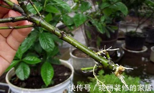 水插栀子花很简单，只要注意几点细节，就能提高成活率