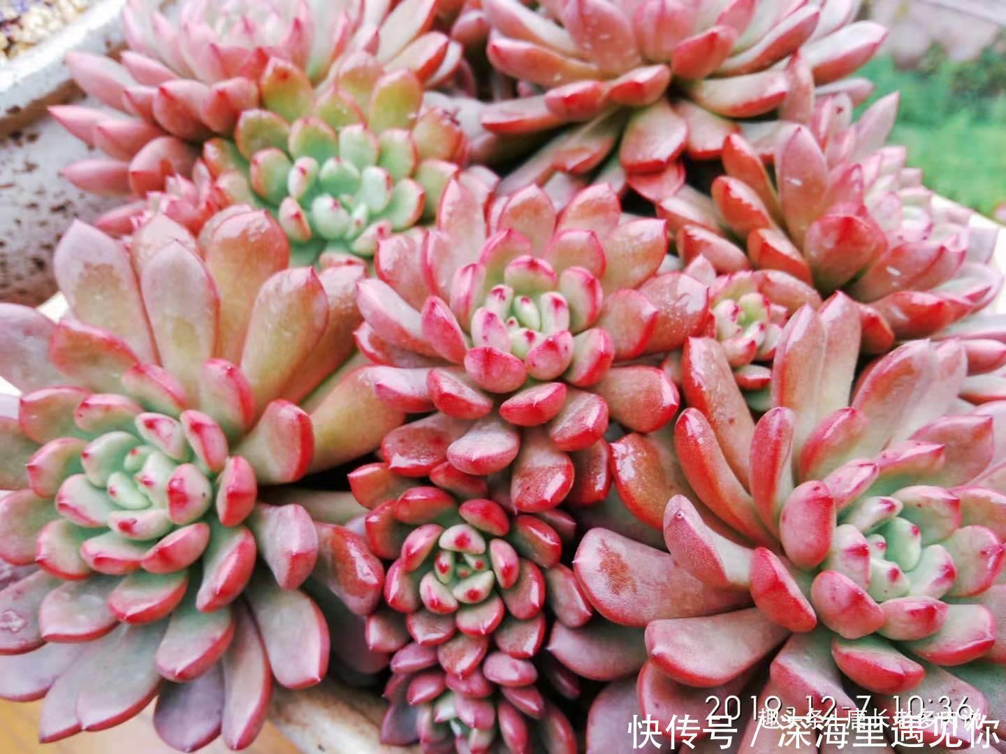 叶片|只要给机会就有可能逆袭——记多肉红宝石从叶片到老桩的成长过程