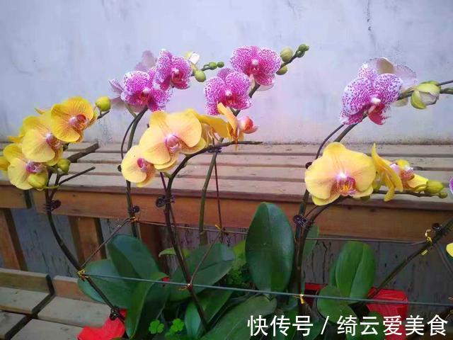 过年买的蝴蝶兰开败后别扔,简单几步处理,养好可以开花多年