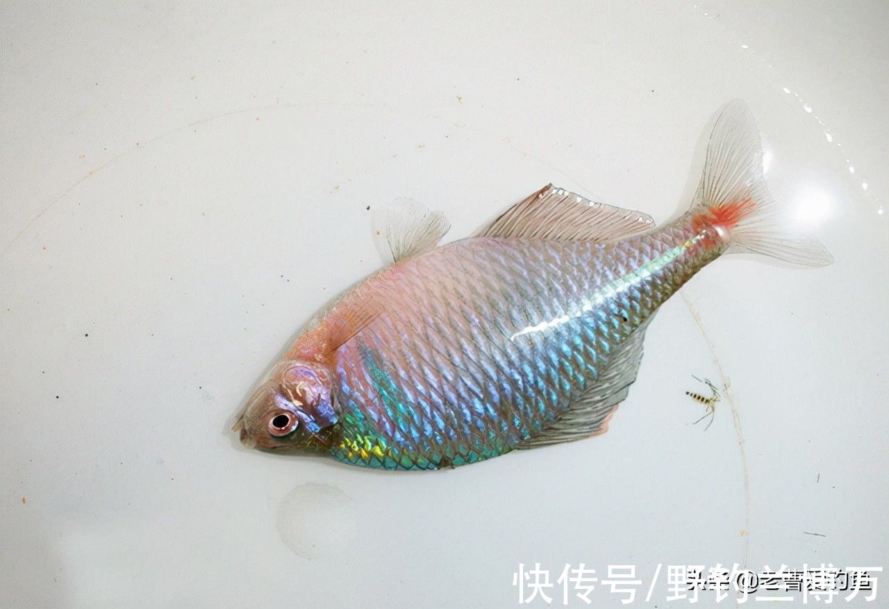 5种让钓友“闻风丧胆”的鱼，它们才是影响中鱼率的罪魁祸首