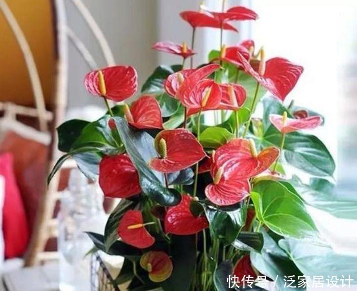 几款姿色艳丽的漂亮花卉,花开繁盛花香怡人,四季繁花似锦