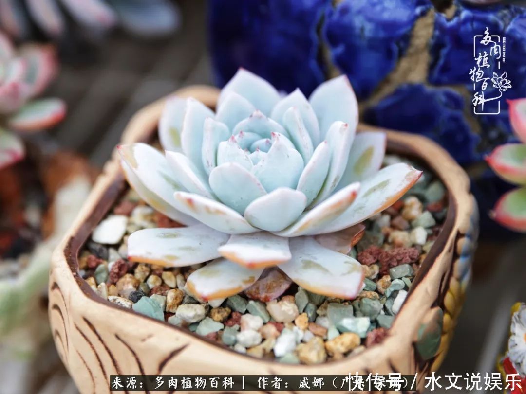 日子|笼子里露养的多肉,越养越美!有多肉的日子伴着小确幸!