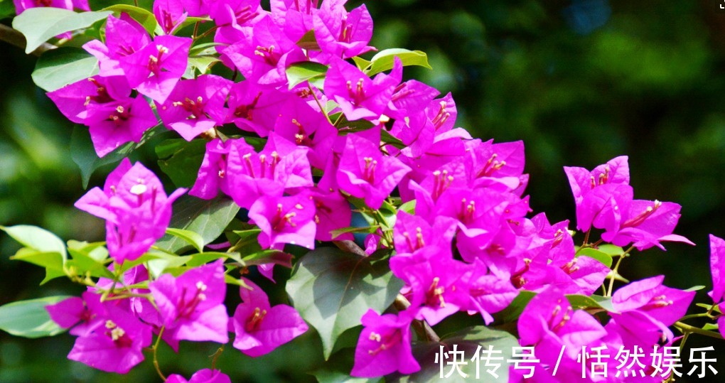 阿慧|三角梅开花花量小注意这四点,呼呼冒花苞,简简单单爆满盆