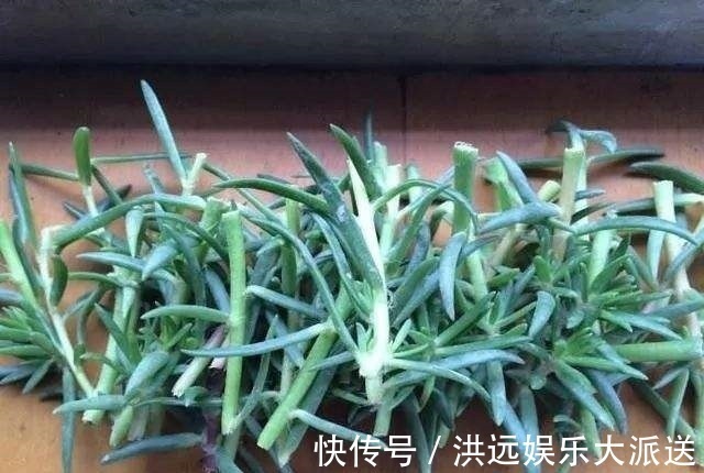 长寿花|4种花现在扦插，枝条扔土里“生根快”，当年开花，变成养花大户