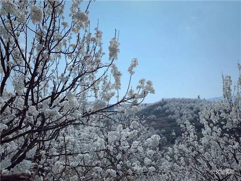 天青色等烟雨，我在个旧加级寨梨花谷等你……