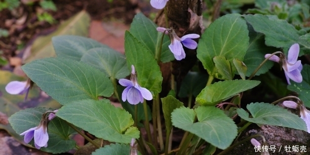 农村开紫花的野草 是陪伴农村娃长大的好伙伴 小病小灾都靠它 快资讯