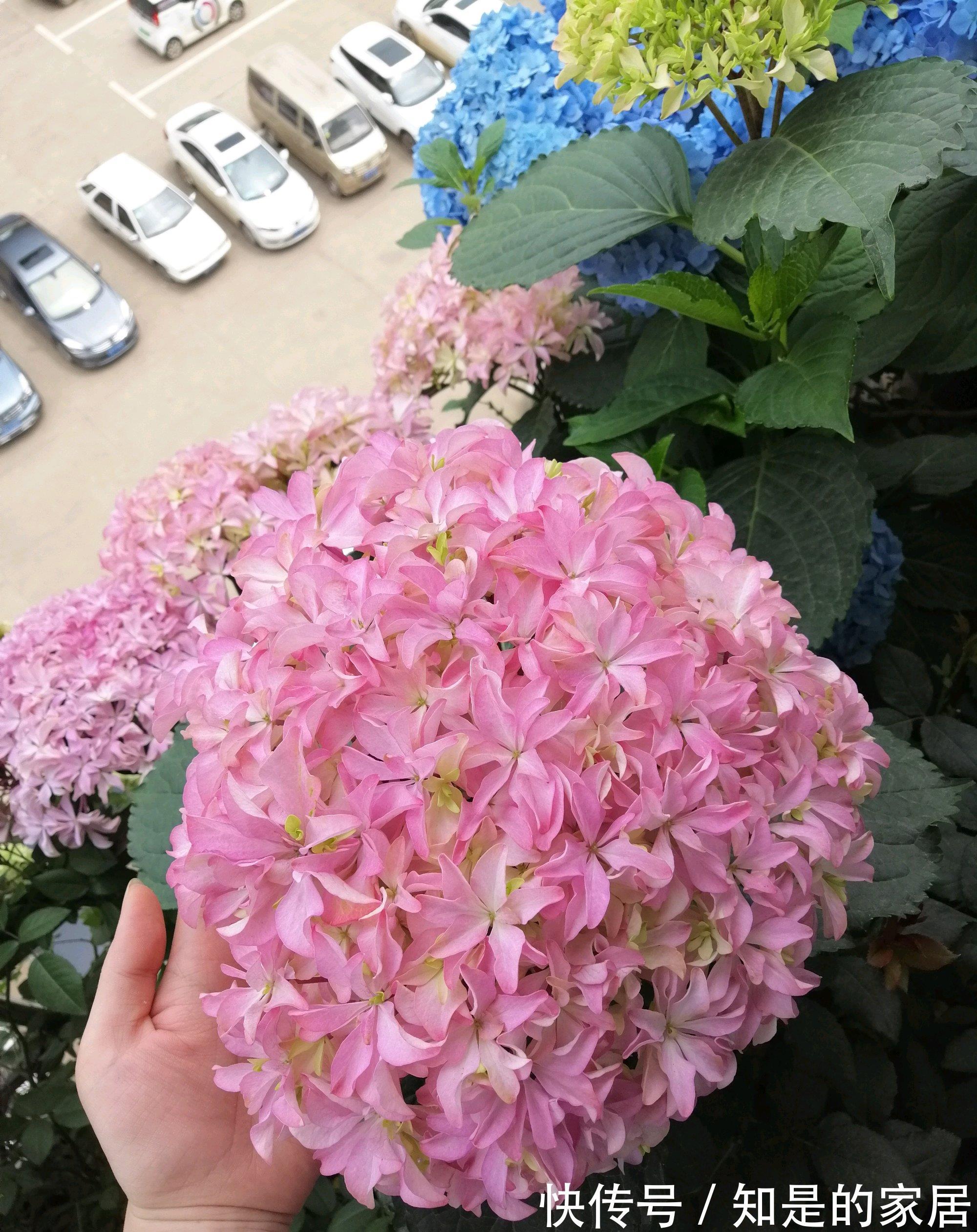 多元素|5种“漂亮花”，秋天乱修剪？小心来年，一年没花看