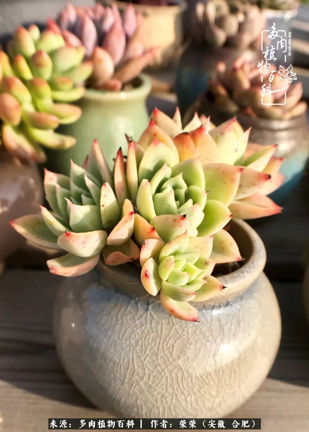 金秋时节,变化带来的惊喜不正是养肉的乐趣所在么!