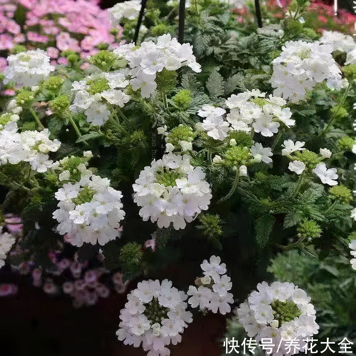  有名|有名的开花机器，最小的花盆养，掐一茬开一茬