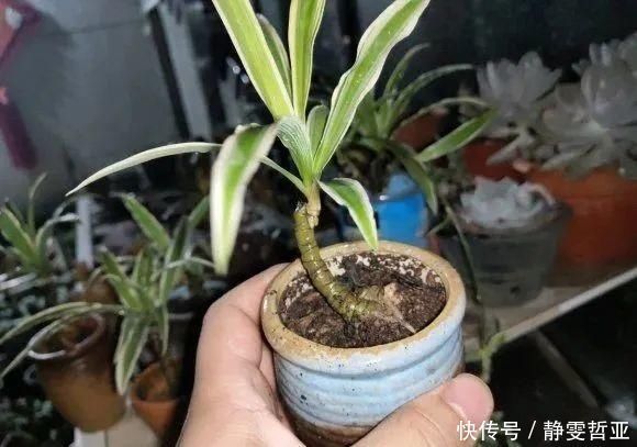 虎皮兰,红掌,吊兰养成老桩,变成大树,真壮观