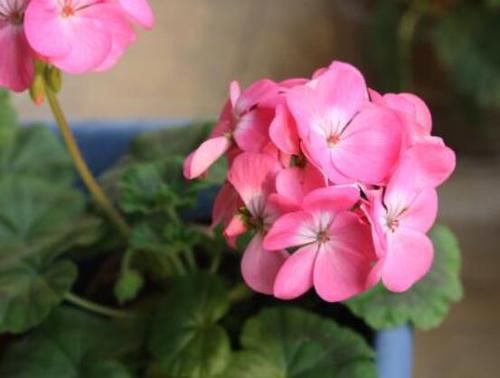 5种花,超级耐看,花开媲美玫瑰