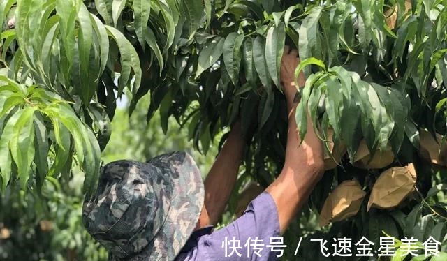国家地理|黄桃中的“金皇后”,脆甜多汁,个大饱满,咬一口全是蜜~!