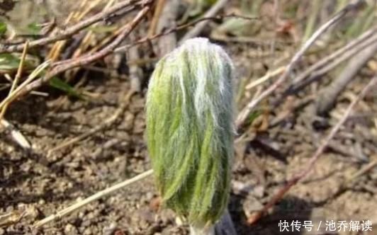  此野草人送外号叫“小鬼伞”，遇见请珍惜，甩蒲公英10条街！