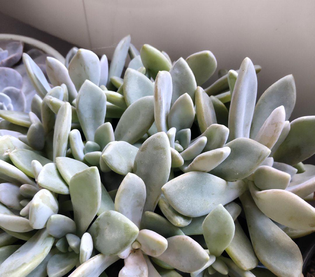 3种多肉,天冷也能生长,颜色状态美美哒,适合懒人养