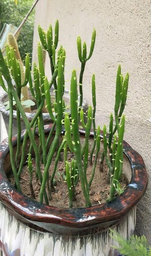 家里不能养的花,这3类绿植,白送都不要,危害巨大不建议养