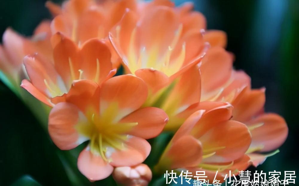 柳树皮|养好君子兰要先养好根,四种东西养根又护根,是多年经验的积累