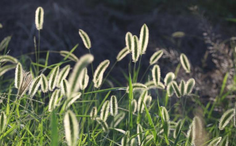狗尾巴|农村遍地都是的“狗尾巴草”,治腿疼有奇效,积液少了腿疼好了