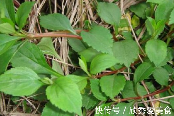 苋菜|农村随处可见的4种野菜，活血化瘀，缓解失眠，老人要多吃！