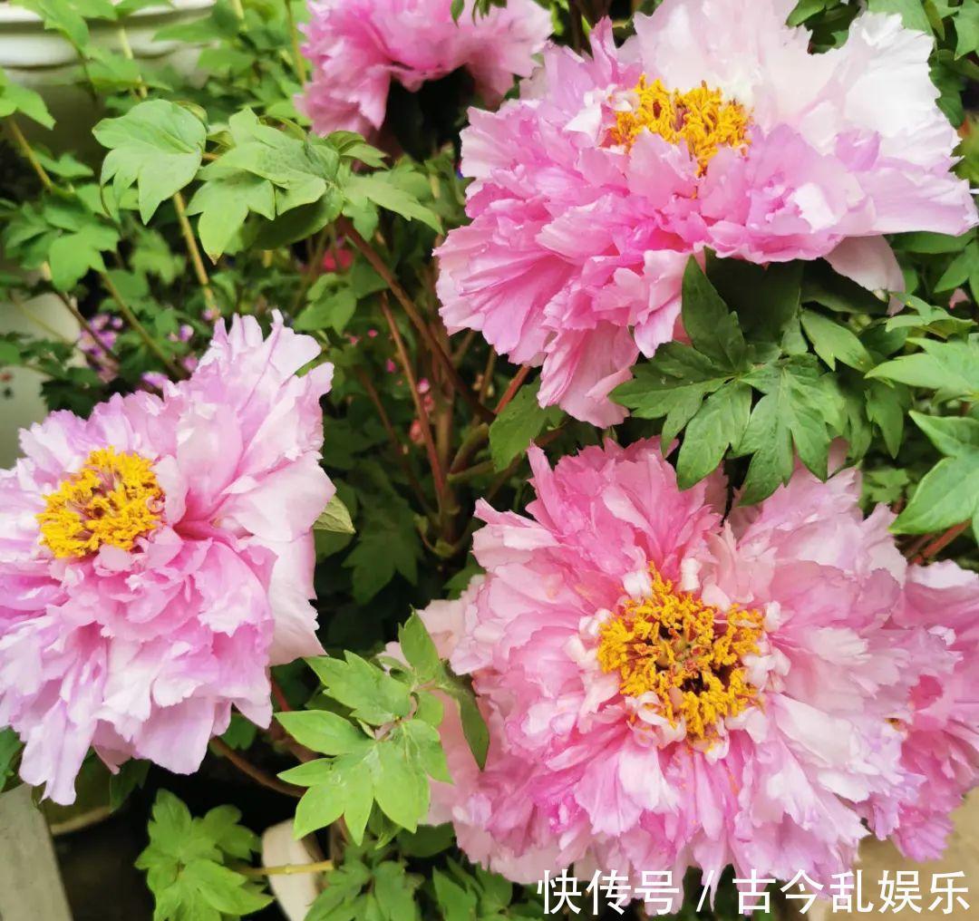 天竺葵|适合秋天养的12种花，耐阴又耐寒，秋冬长得更精神