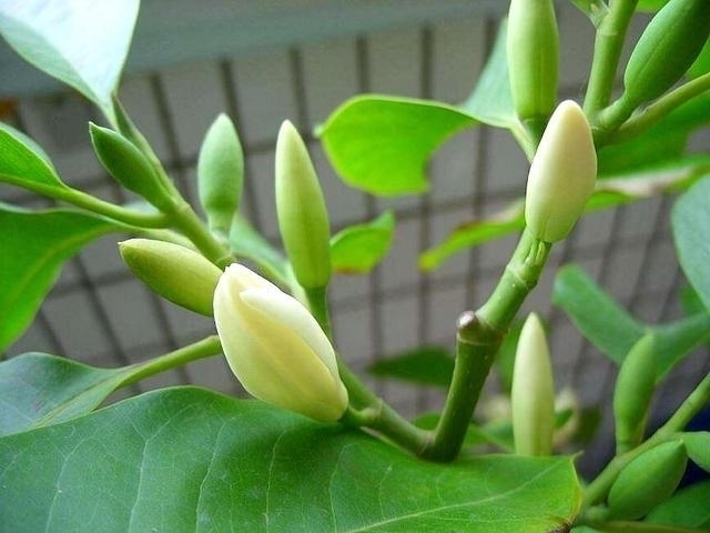 家里养上这五种花,“旺人”又旺财,开花300天,越养身体越好