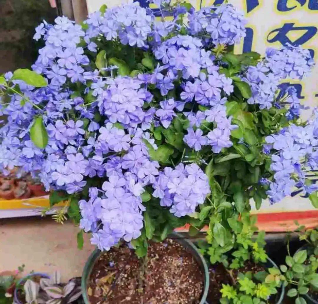 10种“养不死”的花，绿萝只能排最后一名，养死3种以上的举手