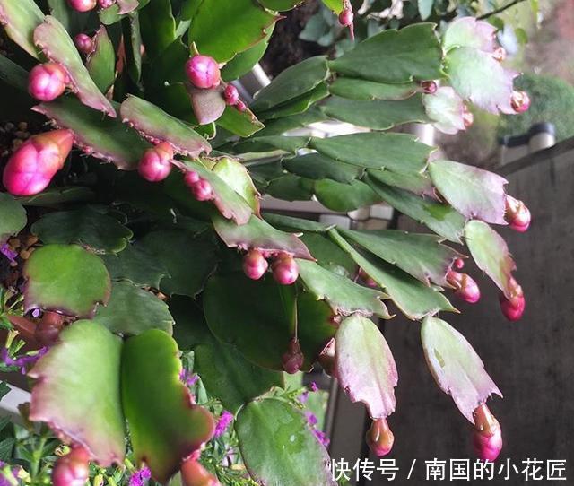 磷酸二氢钾|君子兰、蟹爪兰不开花,盆里加水加药,入冬就开花