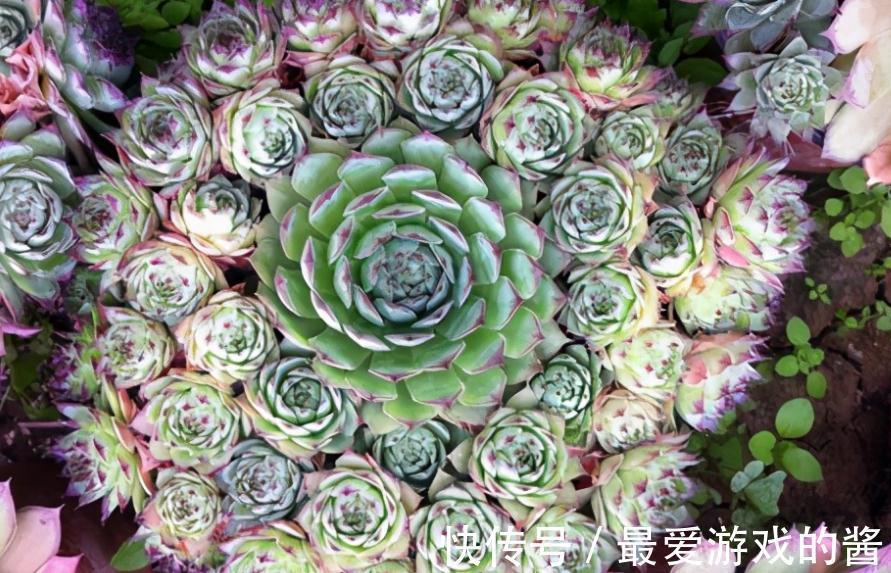 多肉盆栽养护时,秋冬多注意这4点,园艺新人也能养出好状态